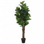 Albero Ficus Lyrata 96 Foglie 80 cm Verde