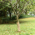 Rotolo di iuta 0,5x50 m 100% iuta 200 gsm