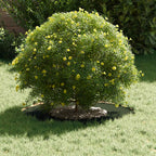 adatto per Anello d'Albero Piatto Oliver verde Ø30 / 60 cm