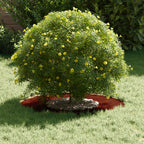adatto per Anello d'Albero Piatto Marrone Ø30 / 60 cm
