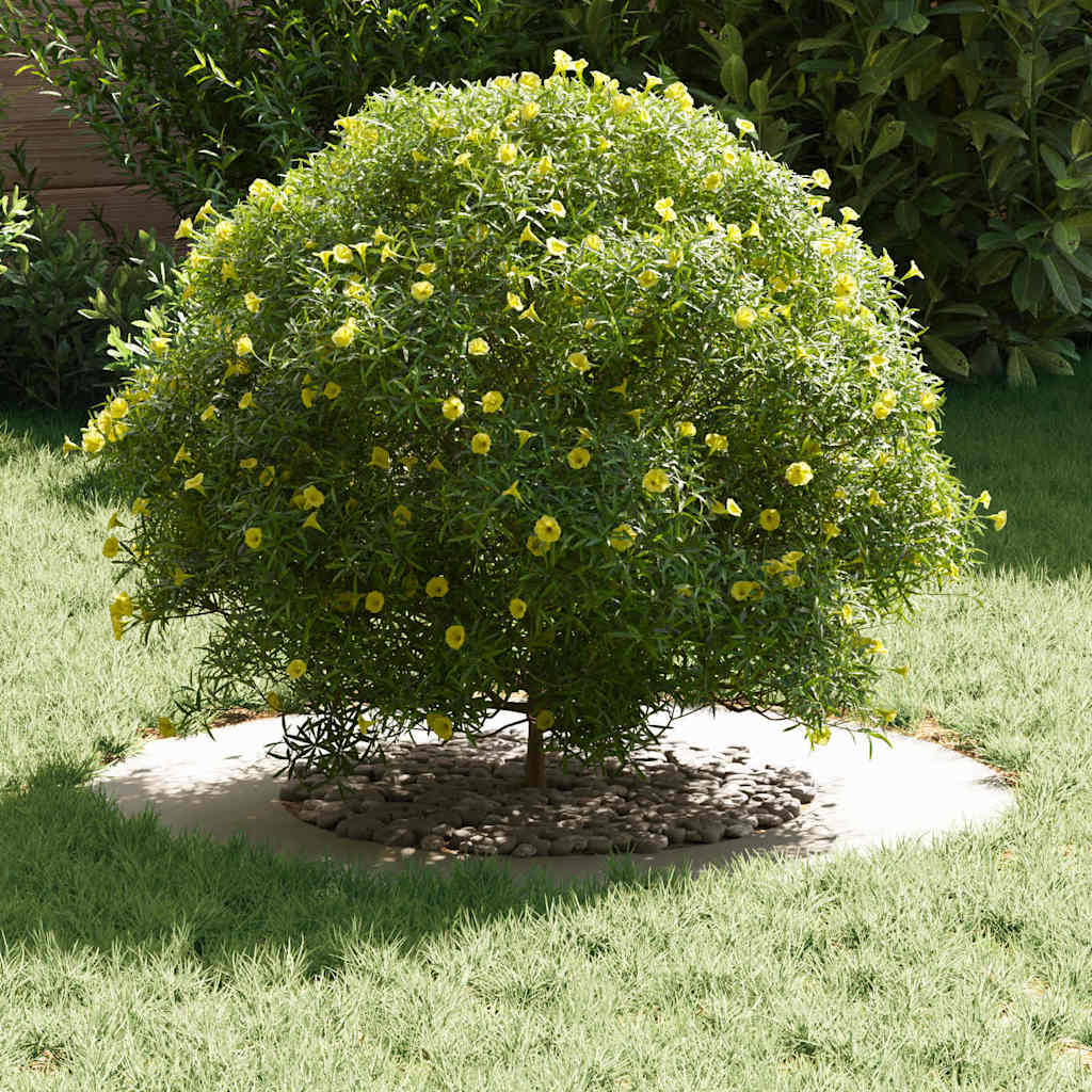 adatto per Anelli d'Albero Piatto 5 pcs Bianco Ø40 / 70 cm