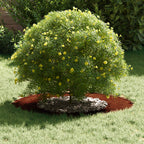adatto per Anello d'Albero Piatto Marrone Ø40 / 70 cm