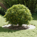 adatto per Anello d'Albero Piatto Bianco Ø50 / 80 cm Acciaio