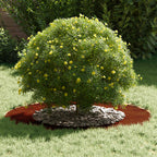adatto per Anello d'Albero Piatto Marrone Ø50 / 80 cm