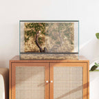 Terrario con archiviazione Trasparente 60 x 40 x 40 cm Vetro