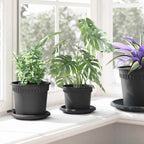 Vaso Rotondo per Fiori 6 pcs Nero Ø 12,5 x 10 cm Plastica