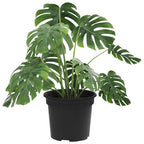 Vaso Rotondo per Fiori 6 pcs Nero Ø 12,5 x 10 cm Plastica