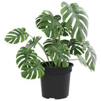 Vaso Rotondo per Fiori 6 pcs Nero Ø 15 x 12 cm Plastica