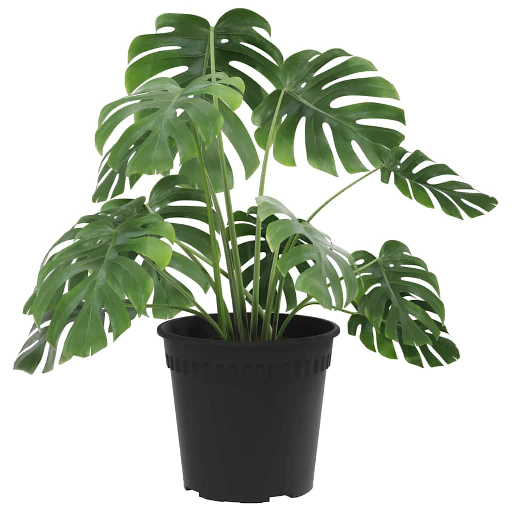 Vaso Rotondo per Fiori 24 pcs Nero Ø 17 x 14 cm Plastica