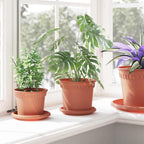 Vassoio Rotondo per Fiori 6 pcs Rosso Mattone Ø 14 x 2 cm
