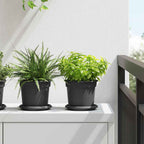 Vassoio Rotondo per Fiori 6 pcs Nero Ø 14 x 2 cm Plastica