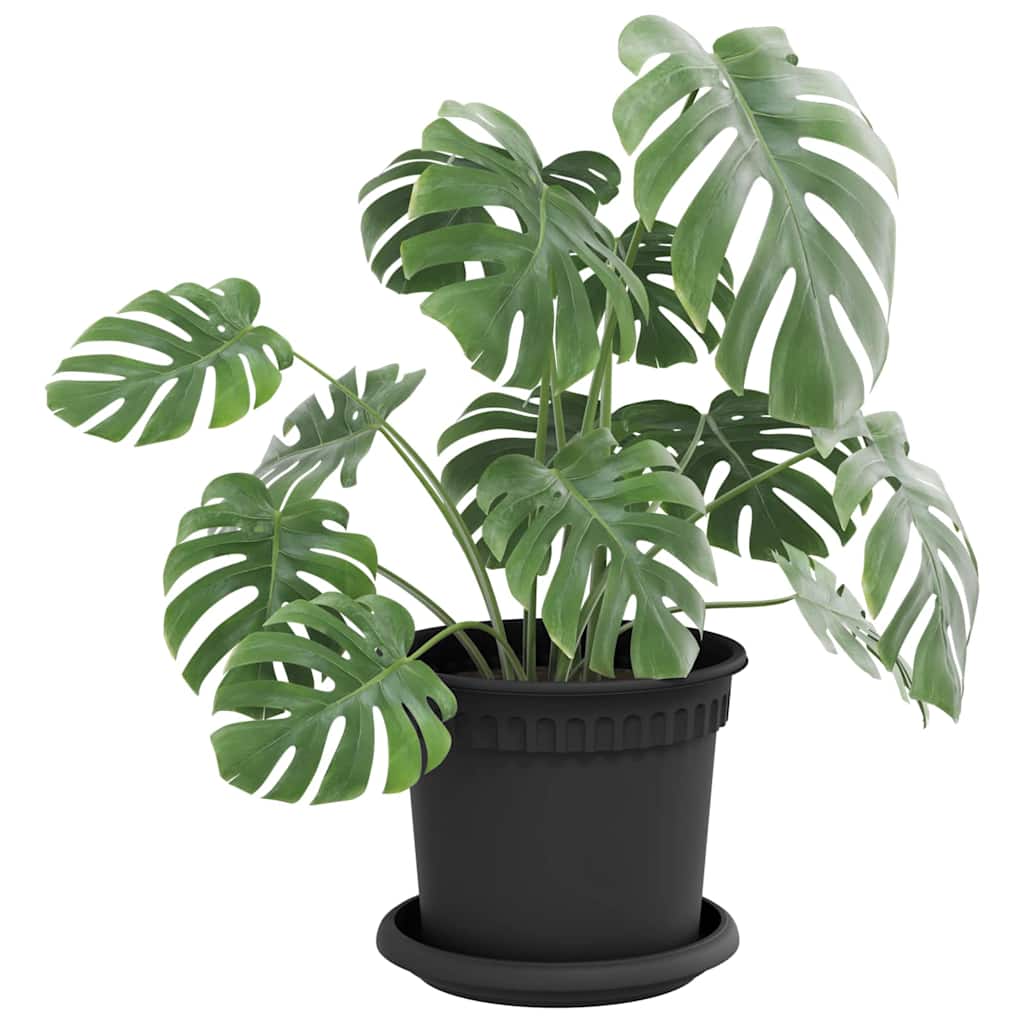 Vassoio Rotondo per Fiori 6 pcs Nero Ø 14 x 2 cm Plastica