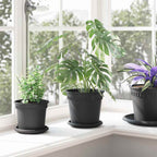 Vassoio Rotondo per Fiori 6 pcs Nero Ø 15,5 x 2 cm Plastica