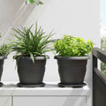 Vassoio Rotondo per Fiori 24 pcs Nero Ø 17,5 x 2 cm Plastica