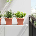 Vassoio Quadrato per Fiori 24 pcs Rosso Mattone 15 x 15 x 2 cm