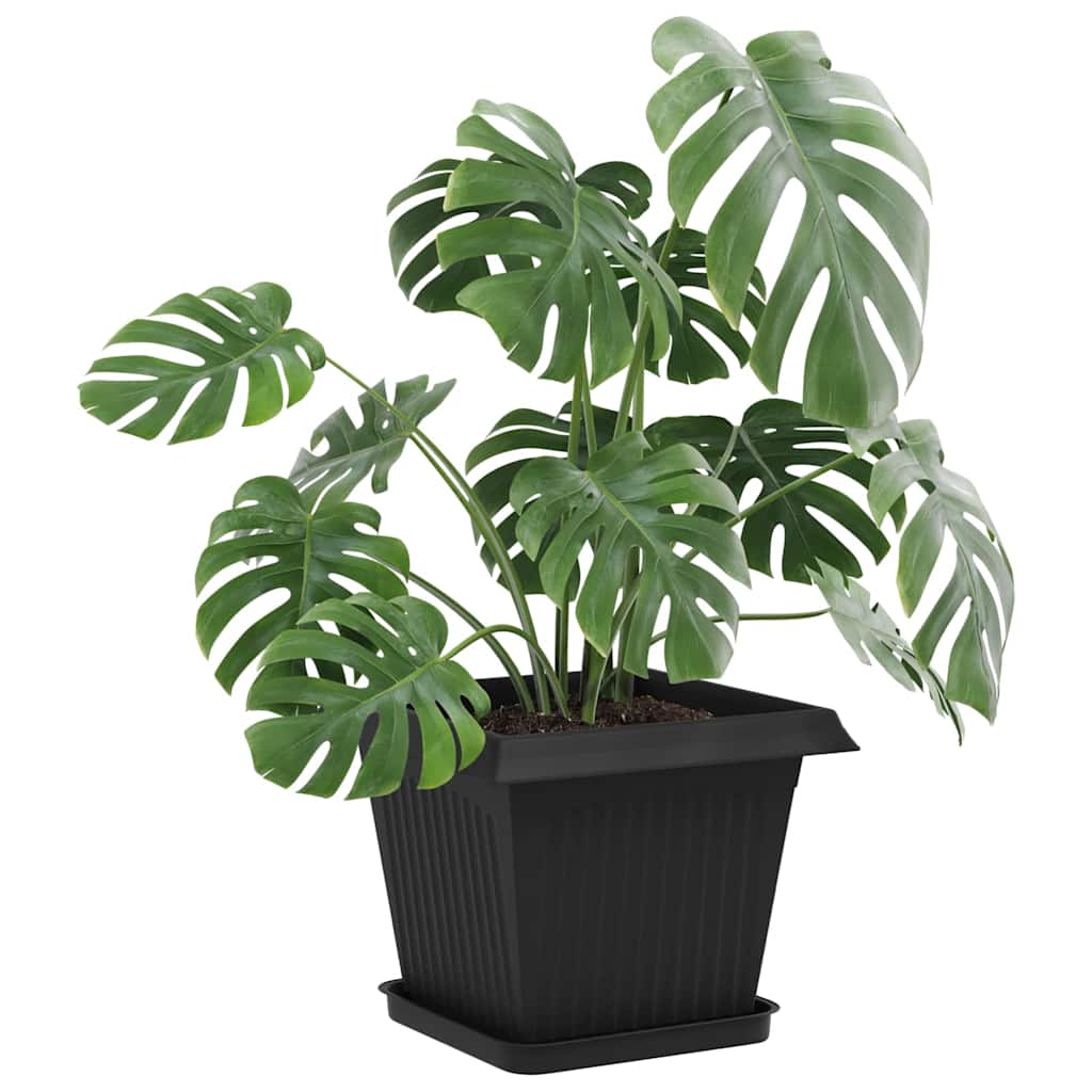 Vassoio Quadrato per Fiori 24 pcs Nero 25,5 x 25,5 x 2,5 cm