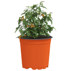 Vaso per Fiori 200 pcs Terracotta Ø 15 x 13 cm Plastica