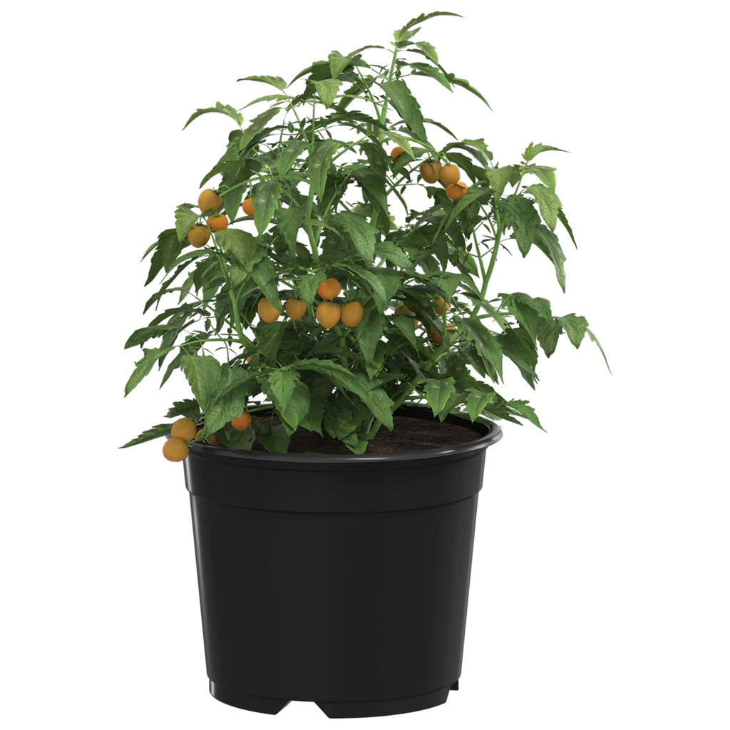 Vaso Rotondo per Fiori 50 pcs Nero Ø 10 x 8 cm Plastica
