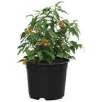 Vaso Rotondo per Fiori 100 pcs Nero Ø 10 x 8 cm Plastica