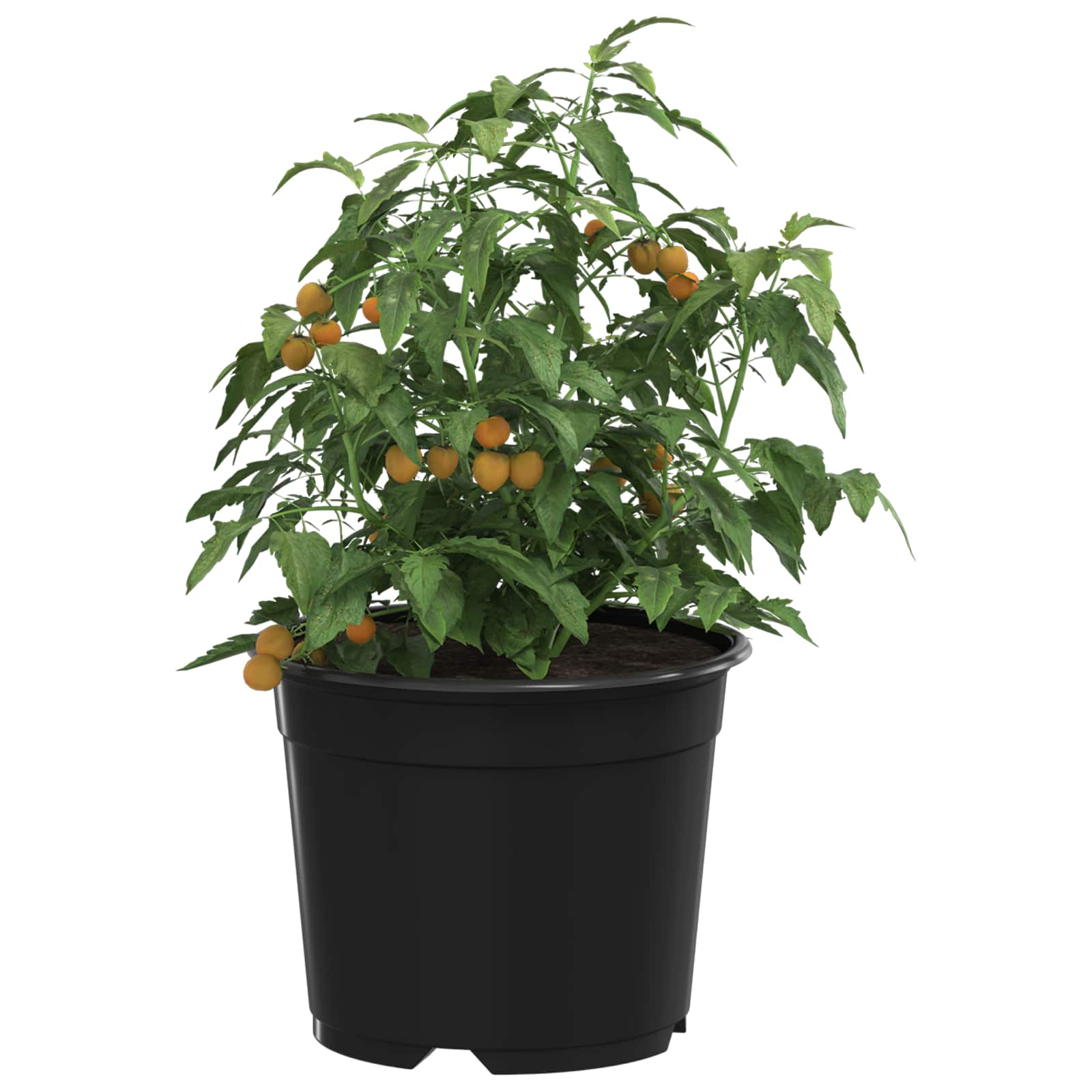 Vaso Rotondo per Fiori 100 pcs Nero Ø 10 x 8 cm Plastica